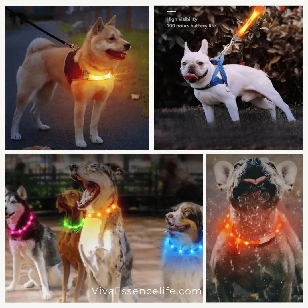 Rechargeable Glowing Dog Collar